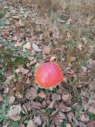IMG_20251018_131448.jpg