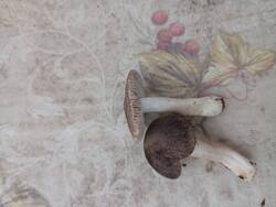 IMG_20251018_135405.jpg