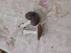 IMG_20251018_135417.jpg