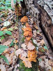 IMG_20251018_143444.jpg