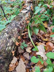 IMG_20251018_143949.jpg