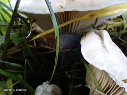IMG_20251019_092225_239.jpg
