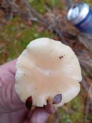 IMG_20251019_105411.jpg