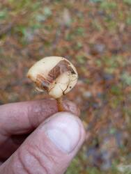 IMG_20251019_105457.jpg