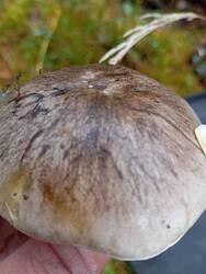 IMG_20251019_114904.jpg