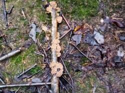 IMG_20251019_133839.thumb.jpg.d917263ae583c4a0c7bb22761b245509.jpg