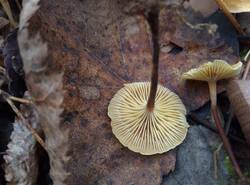 IMG_20251019_143052_gcam_3.2.thumb.jpg.188e72f61838ebc931a30295ba0b5a8f.jpg