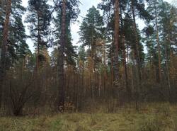 IMG_20251019_143407_gcam_3.2.thumb.jpg.6a41dca3cbbd2ae5939ded156c20f1c0.jpg