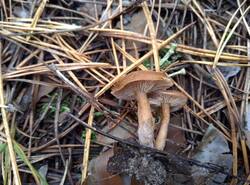 IMG_20251019_143716_gcam_3.2.thumb.jpg.d1acc41162b9acdda99fcbbfa707f5e2.jpg