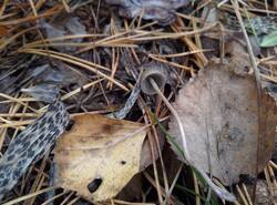 IMG_20251019_144507_gcam_3.2.thumb.jpg.1c8798fb7d50fd69e4cce31894b26c0f.jpg