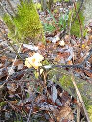 IMG_20251019_145910.jpg