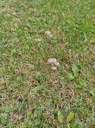 IMG_20251020_134043.thumb.jpg.2c1a2368b94daf24bbda6891be38f55d.jpg