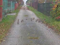 IMG_20251020_165634782.thumb.jpg.df96fd9d39ecaf8fc28d106d624ce2a7.jpg