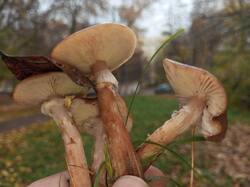 IMG_20251022_101426_783.thumb.jpg.66a42bd384006c02509567d9e672113a.jpg