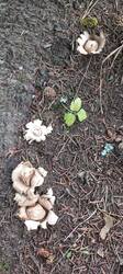 IMG_20251022_151248_712.thumb.jpg.9f4e5060c8d40fcca8168fa9f8093f34.jpg