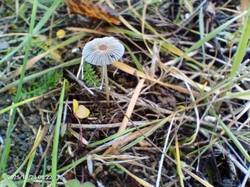 IMG_20251024_082207_350.jpg