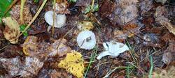 IMG_20251024_114145_980.jpg