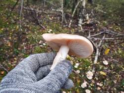 IMG_20251024_115849.thumb.jpg.f61d071285fde2a6b46cbe933f14e455.jpg