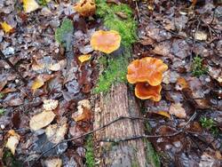 IMG_20251024_121401.thumb.jpg.fac5010ea6f4531cd25c01e49d12617c.jpg