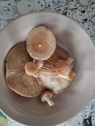 IMG_20251024_134834.thumb.jpg.201df212af74e16f2339d73cd6916486.jpg