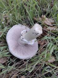 IMG_20251025_071958.jpg