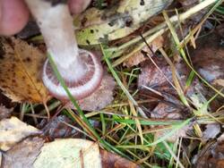 IMG_20251025_113020.jpg