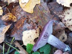 IMG_20251025_120729.jpg