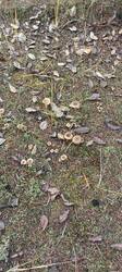 IMG_20251025_140947.jpg