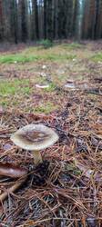 IMG_20251026_104325.thumb.jpg.dee57a93e6ca4e220e5cf8725a929803.jpg