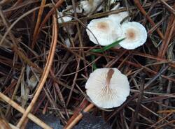 IMG_20251026_121511_gcam_3.2.thumb.jpg.0df25b23eaabdc49f7bf0f101428c733.jpg
