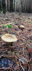 IMG_20251026_131538.thumb.jpg.fe0183db4f1e420e892ee1edcd10bd09.jpg