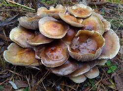 IMG_20251026_133956_gcam_3.2.thumb.jpg.dd6e21c82caa661c4a0b6f3855f9f14e.jpg