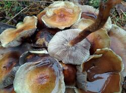 IMG_20251026_134011_gcam_3.2.thumb.jpg.0440c0030f3869c79831b0a31989e9c9.jpg