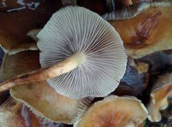 IMG_20251026_134023_gcam_3.2.thumb.jpg.1f7d7cc4d4c3693a60d3576a410f542d.jpg