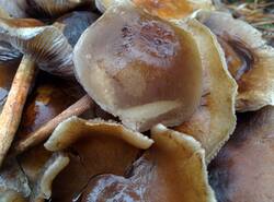 IMG_20251026_134059_gcam_3.2.thumb.jpg.9a55c04893f30790b8a59c1c71414d51.jpg