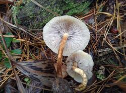 IMG_20251026_134135_gcam_3.2.thumb.jpg.0112b03d12af500f27dbca3a563e07cb.jpg