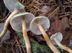 IMG_20251026_140546_gcam_3.2.thumb.jpg.dd8f95b02704c47877a34dc7843aa326.jpg