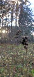 IMG_20251026_154055.thumb.jpg.8f3b628fc65dd1c0fd2c51667fd842f5.jpg