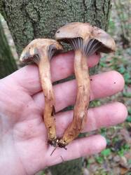 IMG_20251027_120024.thumb.jpg.32ac17d2971a081bc26acf1c3cd2c4e8.jpg