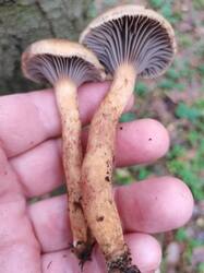 IMG_20251027_120043.thumb.jpg.0735b3e822c4893c83cd401a409495a5.jpg