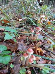 IMG_20251027_121653.jpg