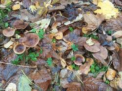 IMG_20251028_100159_468.thumb.jpg.88c6be1f15df5e96811be3695533eabc.jpg