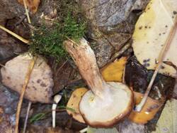 IMG_20251028_100314_253.thumb.jpg.f1b9844931b961e2353bfaea8929bb33.jpg