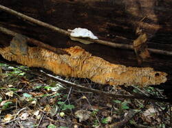 IMG_2125.thumb.JPG.44fed824f206226ccbb75332b9a6cc72.JPG