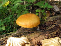 IMG_2153.thumb.JPG.8c0d59619adf62ded1cbc667f94f20b6.JPG