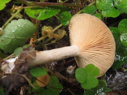 IMG_2191.thumb.JPG.0544e67df376a2cd613033b2e48ad7f2.JPG