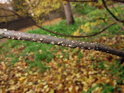 IMG_2520-1.thumb.jpg.6dd0da6918e805b54ef1286c0d6aba76.jpg