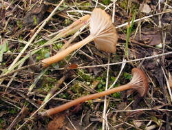 IMG_2716.thumb.JPG.cca3ec03ad0102bec31f4035e0768c67.JPG