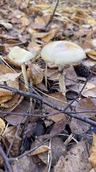 IMG_2864.jpeg