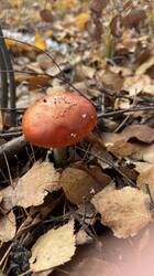 IMG_2867.jpeg